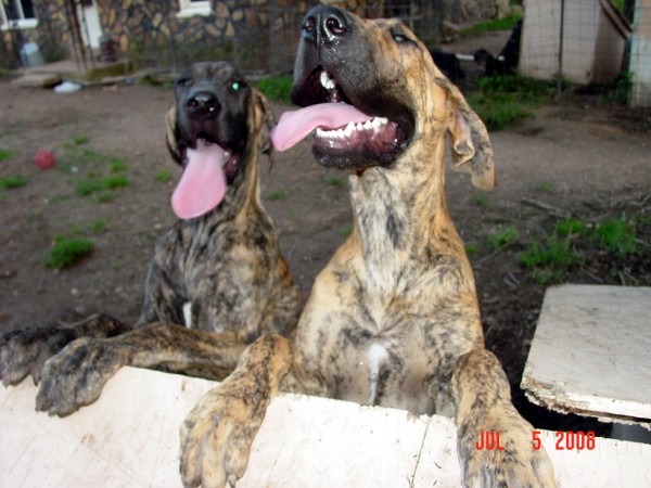 Reverse brindle great sales dane