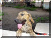 Roxy -Reverse Brindle Great Dane puppy, < 6 mos
