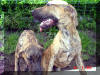 Roxy-Reverse Brindle & Kinky-dark Brindle Great Dane puppy