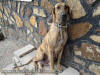 Reverse Brindle Great Dane - Foxy Roxy looks GREAT!