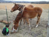 RJ likes to feed the horses Fawn & Brindle Great Dane Puppies Marshfield Missouri 65706