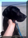 Samson is the star on the South Carolina Beach Fawn & Brindle Great Dane Puppies for sale Marshfield, Missouri 65706