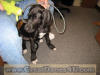 Black Great Dane-  Sampson Fawn & Brindle Great Dane Puppies for sale Marshfield, Missouri 65706