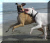 Samson at the beach