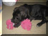 Fawn & Brindle Great Dane Puppies for sale Marshfield, Missouri 65706