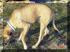 Sunny - 5-Generation Color Pure Fawn Great Dane Stud