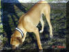 Sunny - 5-Generation Color Pure Fawn Great Dane Stud