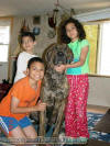 Tiger & Kids what a wonderful stud Brindle Great Dane.