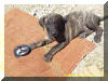 Brindle Great Dane pup in Hannnibal, Missouri