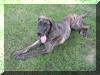 Brindle Great Dane pup in Hannnibal, Missouri