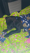 Black Great Dane 4th Puppy Fawn & Brindle Great Dane Puppies for sale Marshfield, Missouri 65706 USA