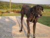 Black Great Dane 3 1/2 yrs Female "Whoop-See-Daisy"