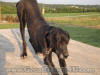 Black Great Dane 3 1/2 yrs Female "Whoop-See-Daisy" Black Great Dane Breeder Marshfield Missouri 65706 U.S.A.