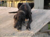 Black Great Dane 3 1/2 yrs Female "Whoop-See-Daisy"