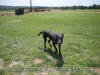 Black Great Dane 3 1/2 yrs Female "Whoop-See-Daisy"