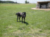 Black Great Dane 3 1/2 yrs Female "Whoop-See-Daisy"