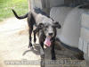 Black Great Dane 3 1/2 yrs Female "Whoop-See-Daisy"