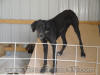 Black Great Dane - WhoopSeeDaisy- Breeder Marshfield, Missouri 65706