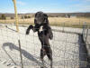 Black Great Dane - WhoopSeeDaisy- Breeder Marshfield, Missouri 65706