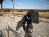 Black Great Dane - WhoopSeeDaisy- Breeder Marshfield, Missouri 65706