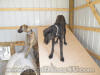 Black Great Dane - WhoopSeeDaisy- Breeder Marshfield, Missouri 65706