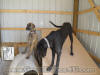 Black Great Dane - WhoopSeeDaisy- Breeder Marshfield, Missouri 65706