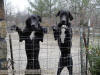 Black Great Dane - WhoopSeeDaisy- Breeder Marshfield, Missouri 65706