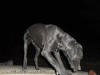 Black Great Dane - WhoopSeeDaisy- Breeder Marshfield, Missouri 65706