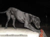 Black Great Dane - WhoopSeeDaisy- Breeder Marshfield, Missouri 65706