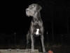 Black Great Dane - WhoopSeeDaisy- Breeder Marshfield, Missouri 65706