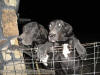 Black Great Dane - WhoopSeeDaisy- Breeder Marshfield, Missouri 65706