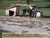 Black Great Dane - WhoopSeeDaisy- Breeder Marshfield, Missouri 65706