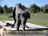 Black Great Dane - WhoopSeeDaisy- Breeder Marshfield, Missouri 65706