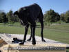 Black Great Dane - WhoopSeeDaisy- Breeder Marshfield, Missouri 65706