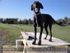 Black Great Dane - WhoopSeeDaisy- Breeder Marshfield, Missouri 65706