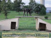 Black Great Dane - WhoopSeeDaisy- Breeder Marshfield, Missouri 65706