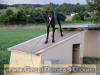 Black Great Dane - WhoopSeeDaisy- Breeder Marshfield, Missouri 65706