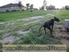 Black Great Dane - WhoopSeeDaisy- Breeder Marshfield, Missouri 65706