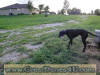Black Great Dane - WhoopSeeDaisy- Breeder Marshfield, Missouri 65706